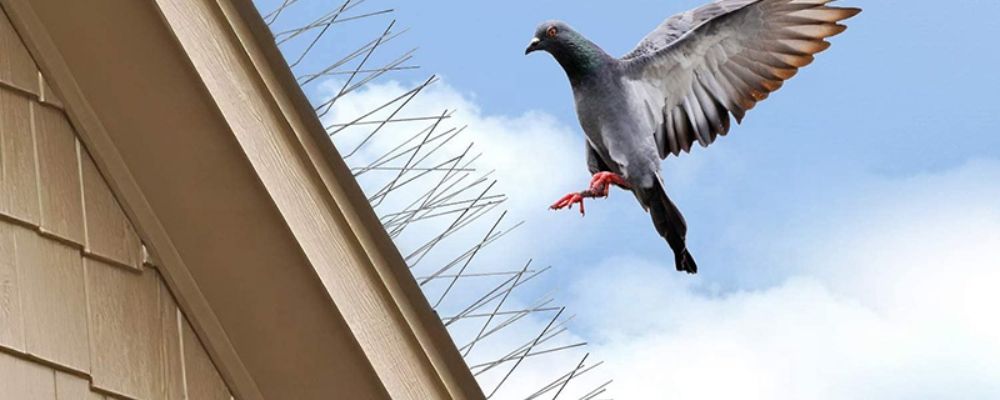 Bird and Pigeon Control Spikes in Bangalore